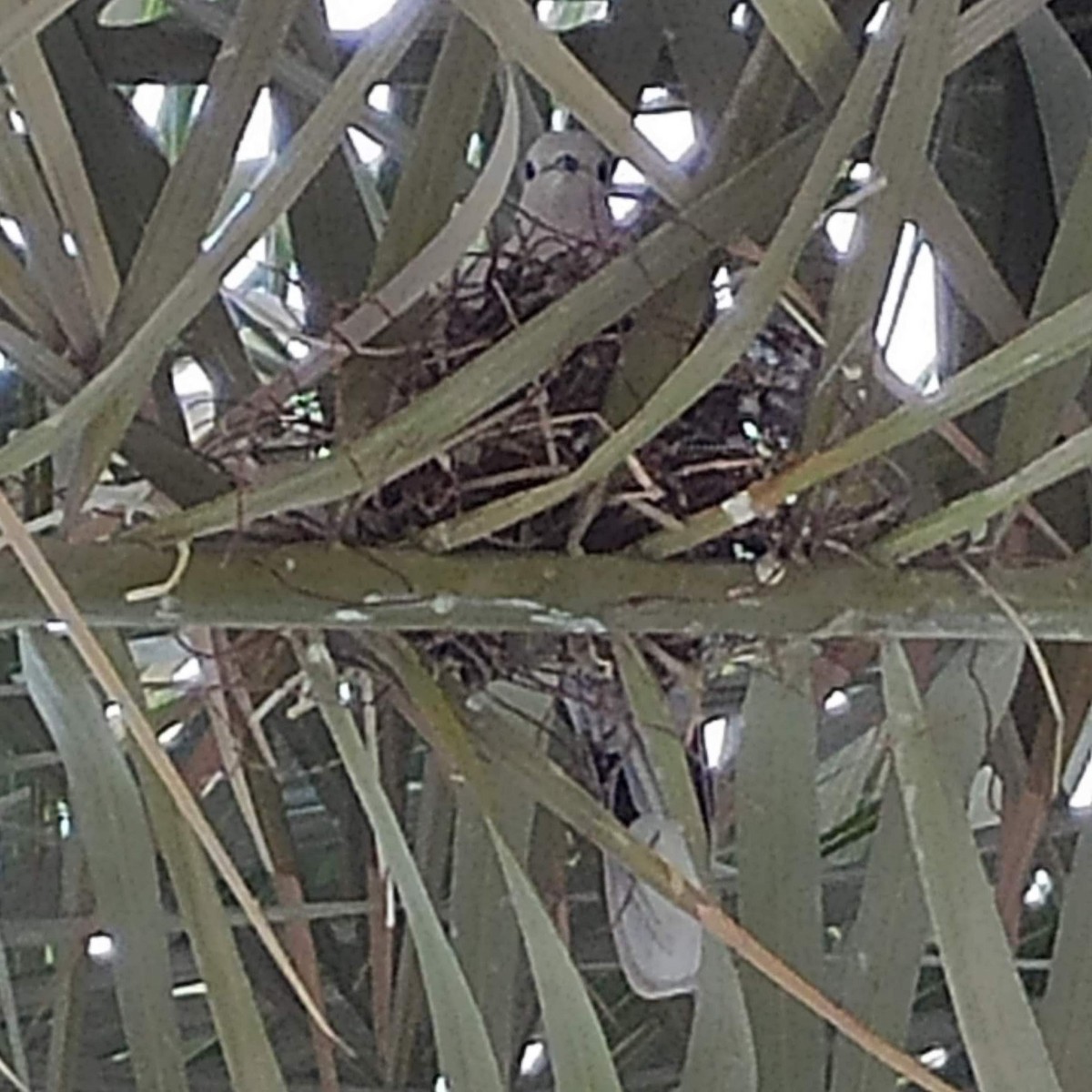 灰斑鳩 - ML646283077