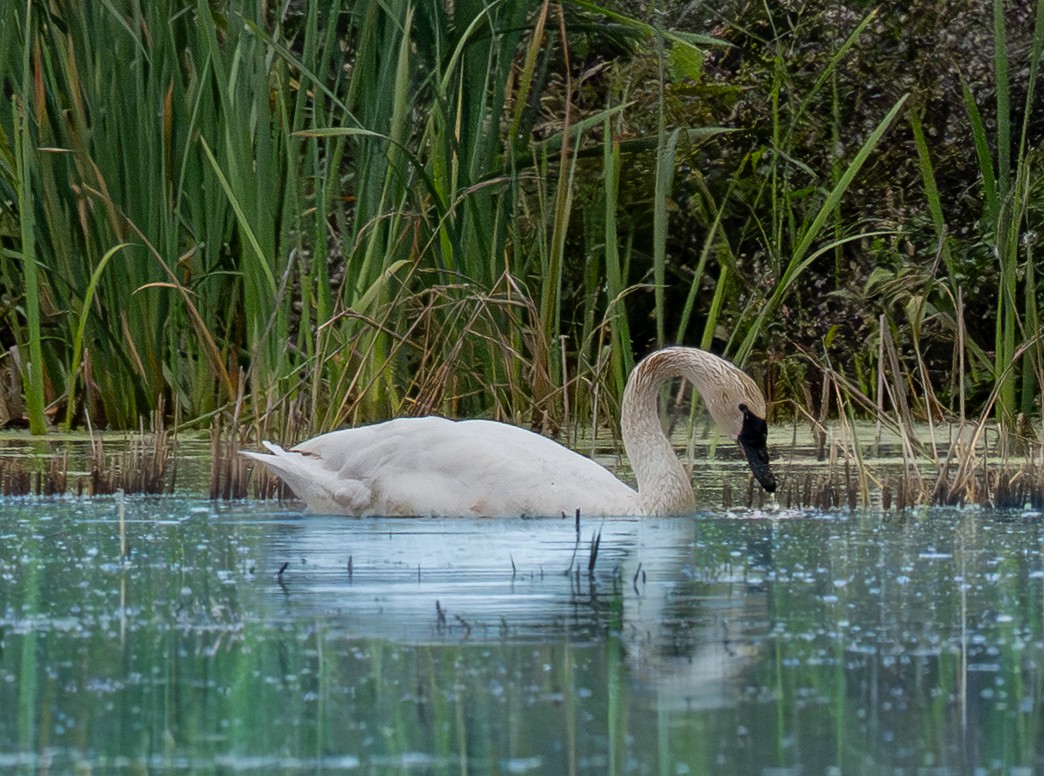 小天鵝 - ML646283078