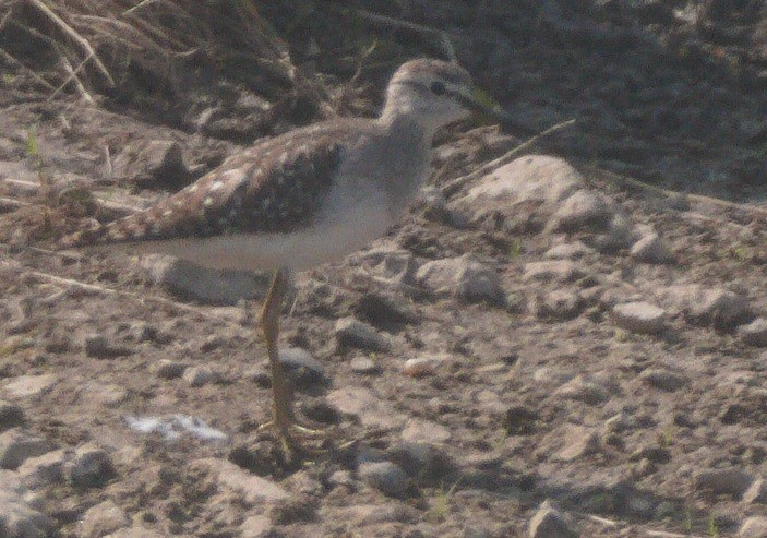 Wood Sandpiper - ML646283087