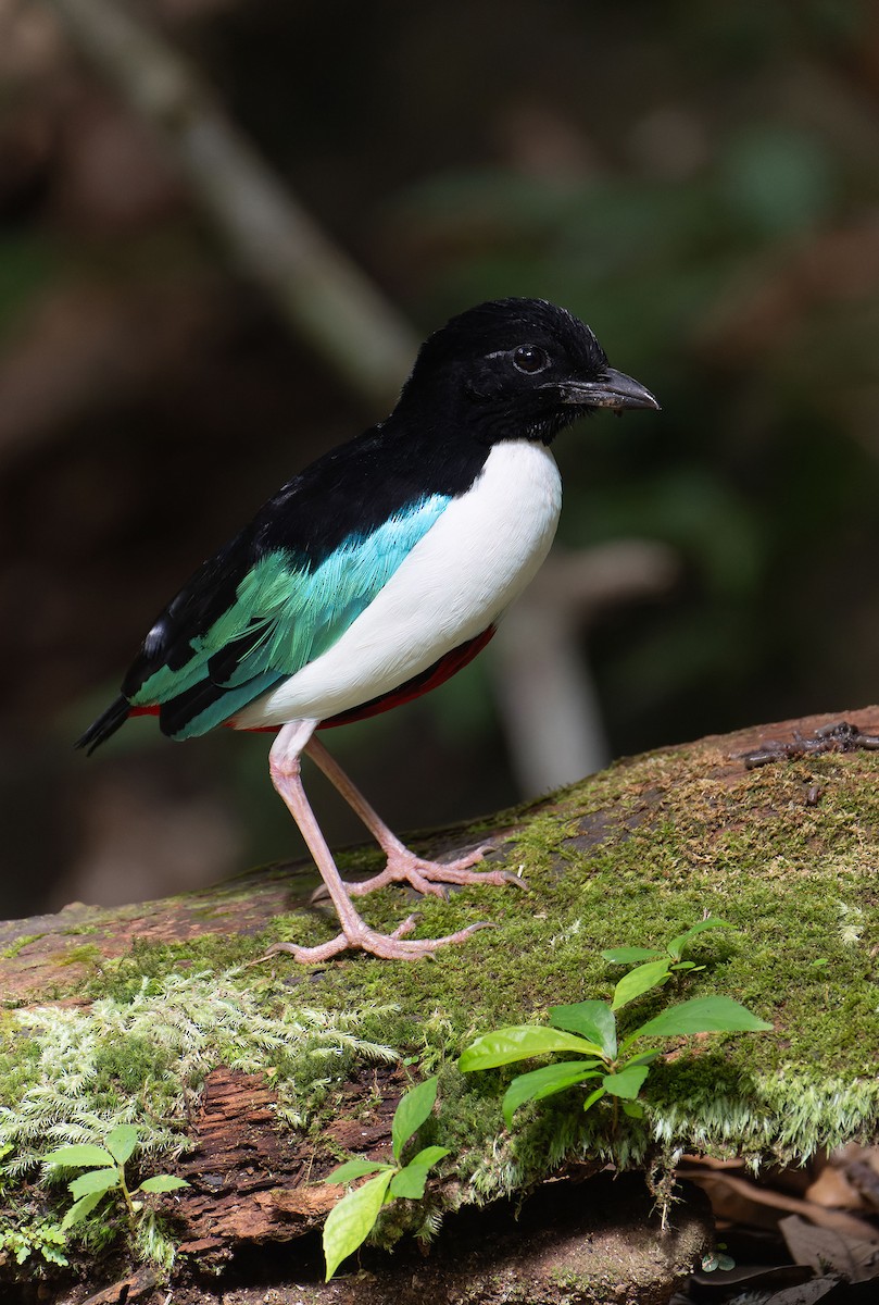 Піта-велетень - ML646283101