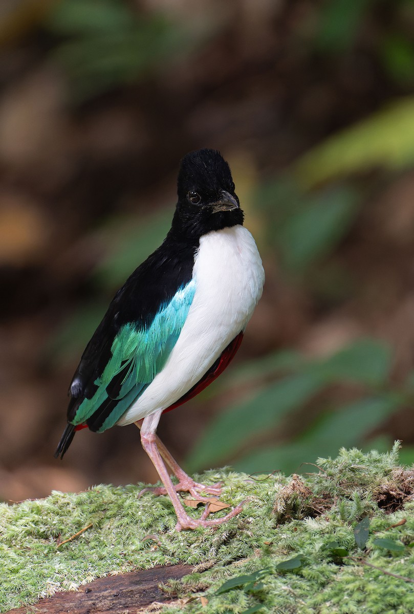 Піта-велетень - ML646283102