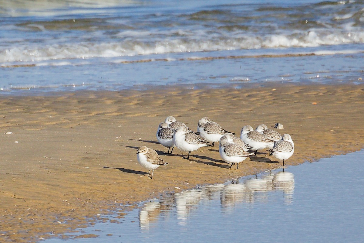 Fratino - ML646283104