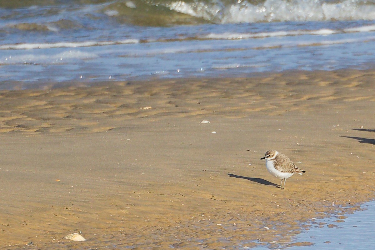 Fratino - ML646283106