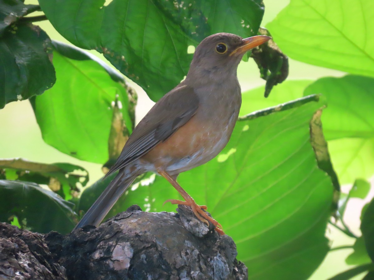Christmas Island-Thrush - ML646283111