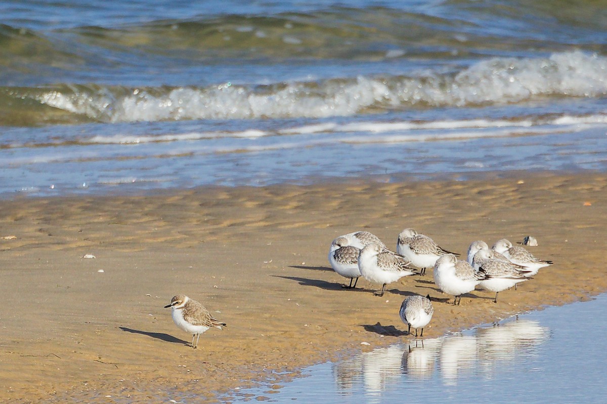 Fratino - ML646283114