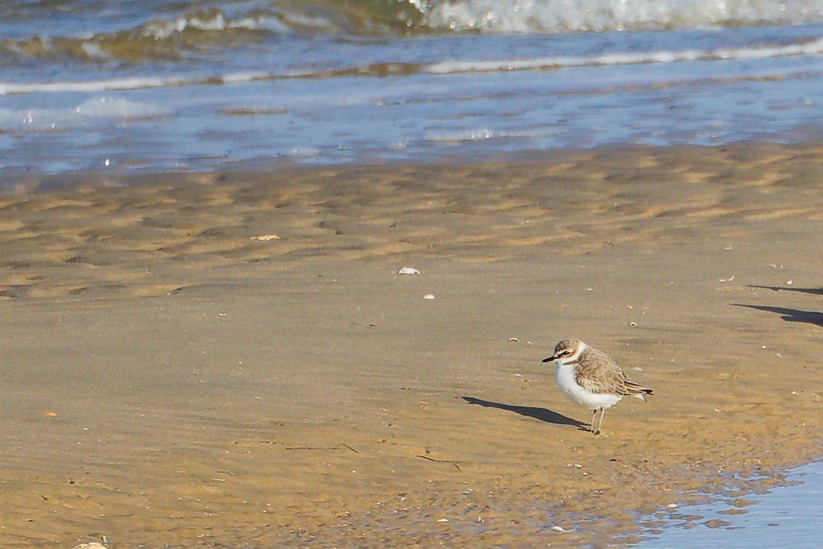 Fratino - ML646283115