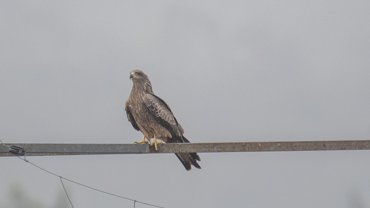 Milan noir - ML646283118