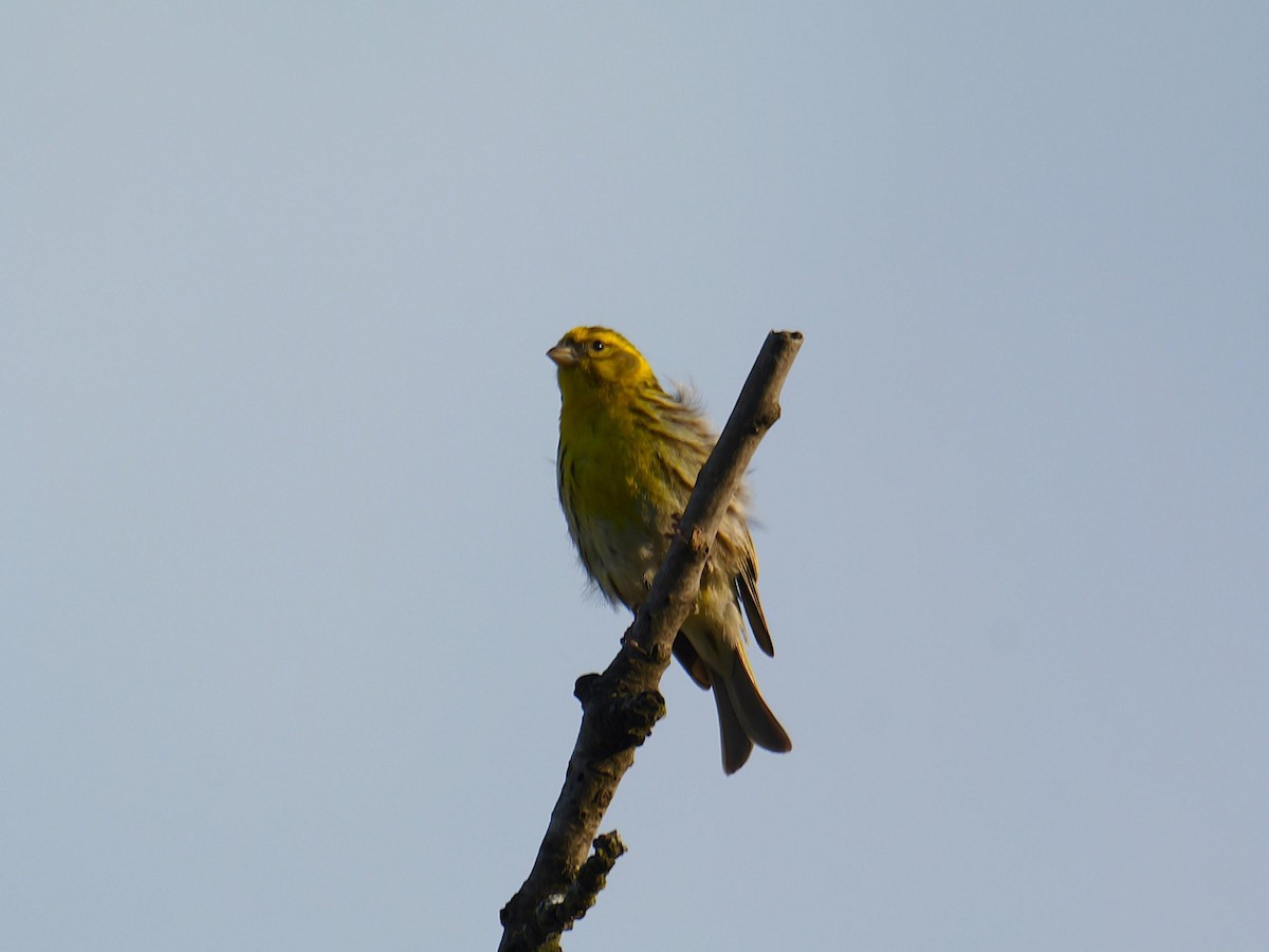 Txirriskila arrunta - ML646283129