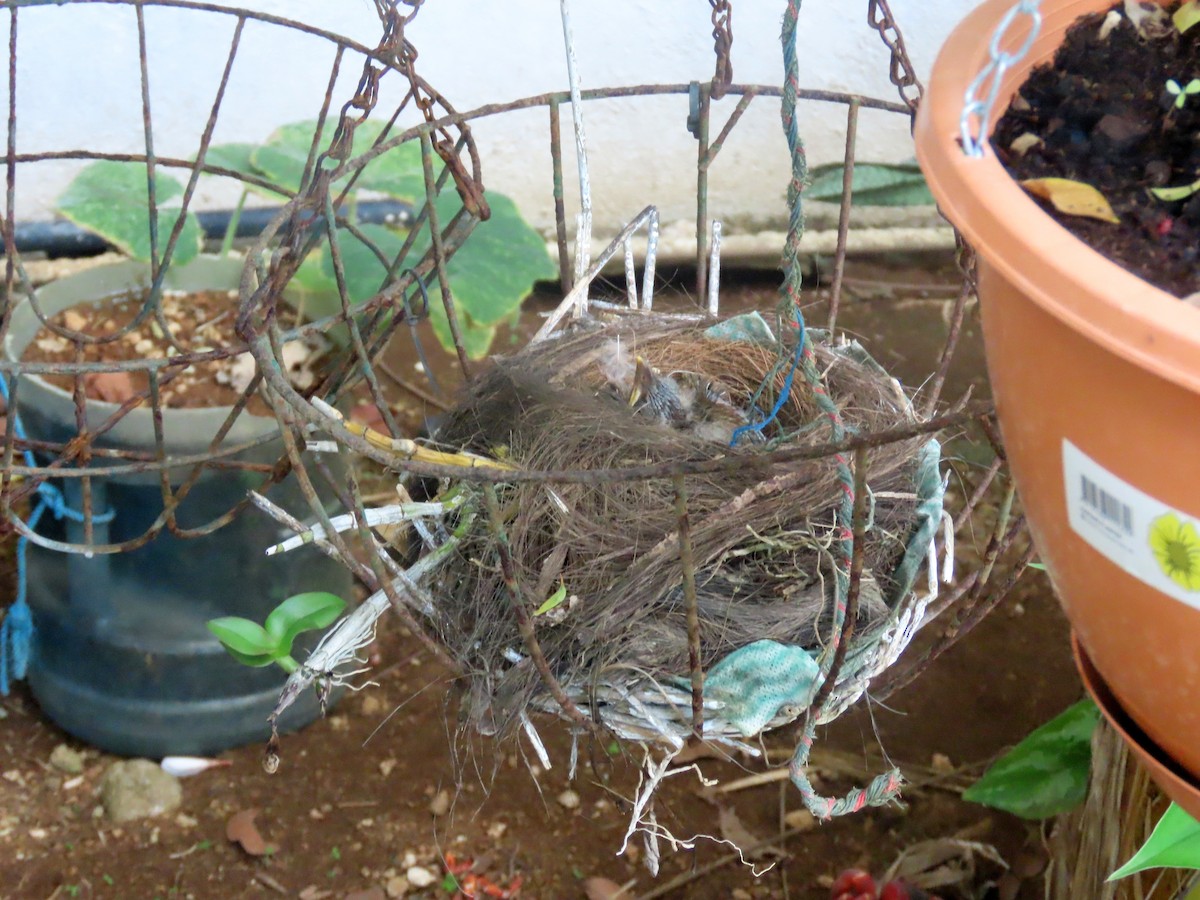 Christmas Island-Thrush - ML646283131