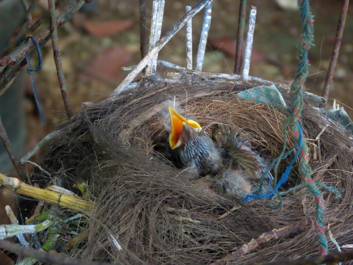Christmas Island-Thrush - ML646283143