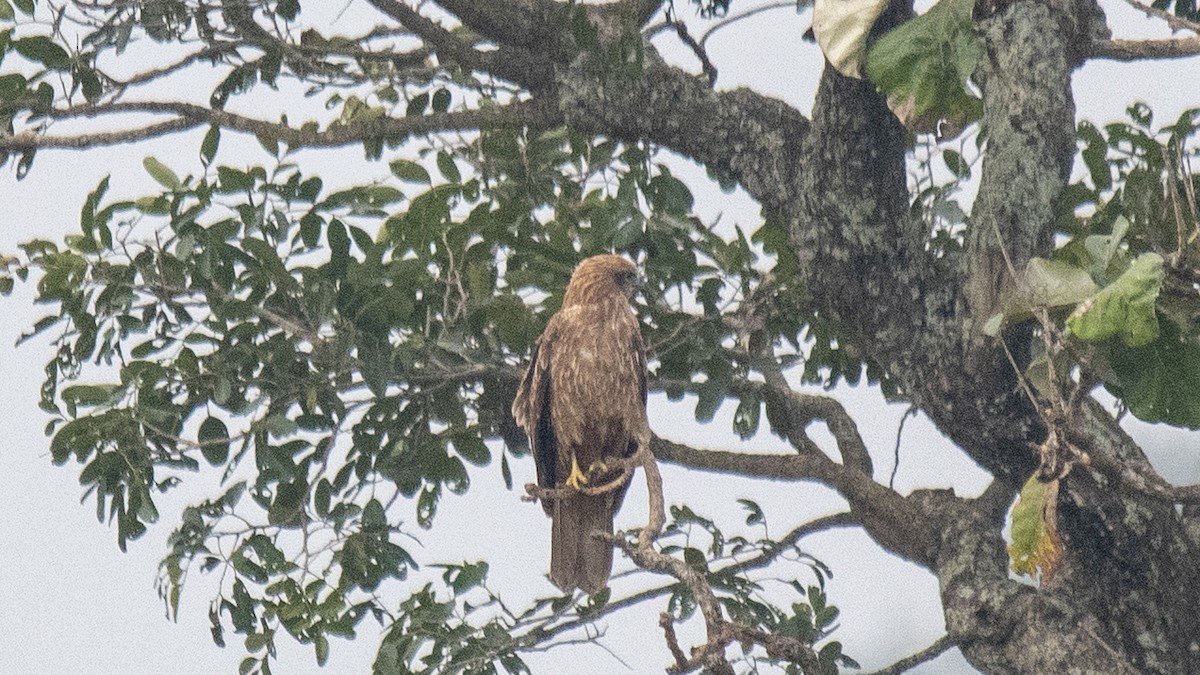 Milan sacré - ML646283147