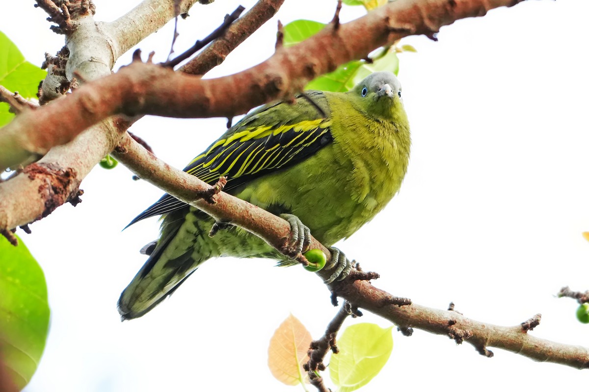 Philippine Green-Pigeon - ML646283150