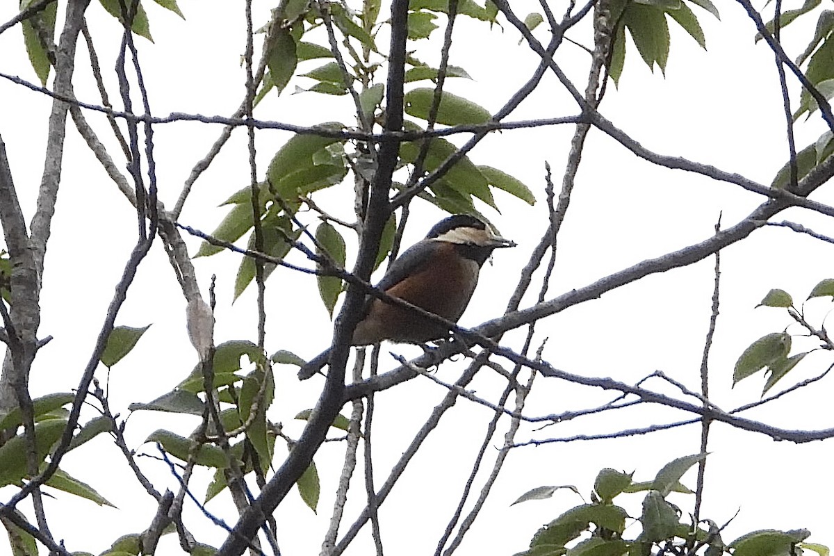 rødmeis - ML646283152