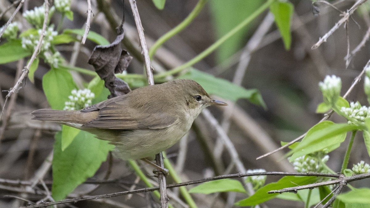 Rousserolle des buissons - ML646283153