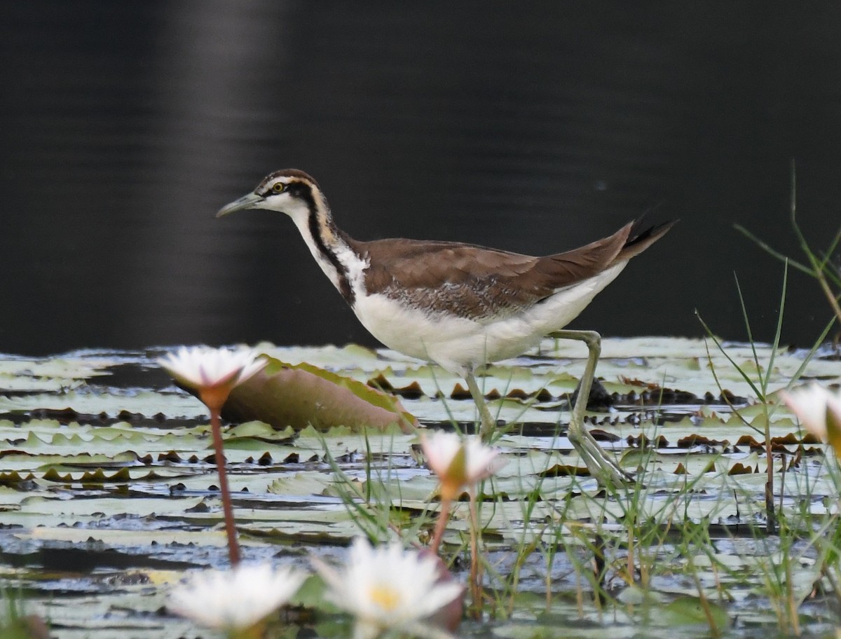 Фазанохвостая якана - ML646283155