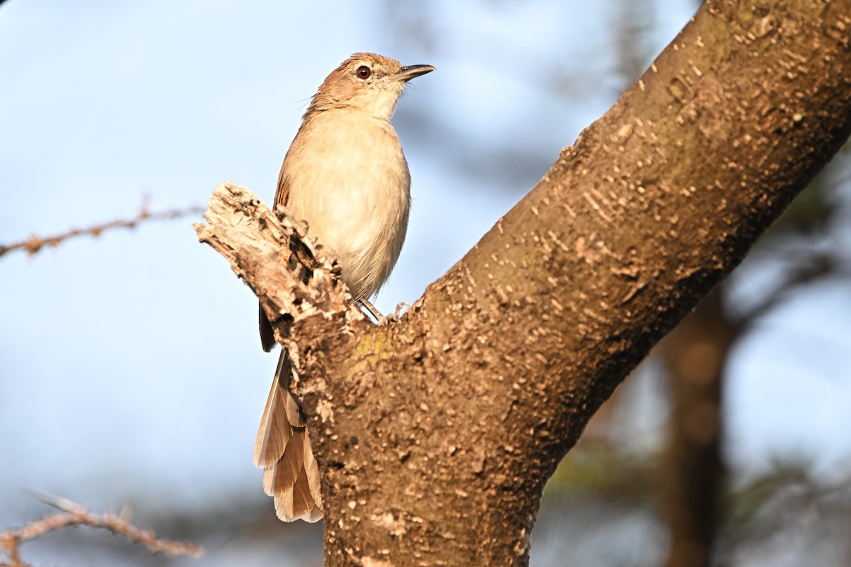 Northern Brownbul - ML646283156
