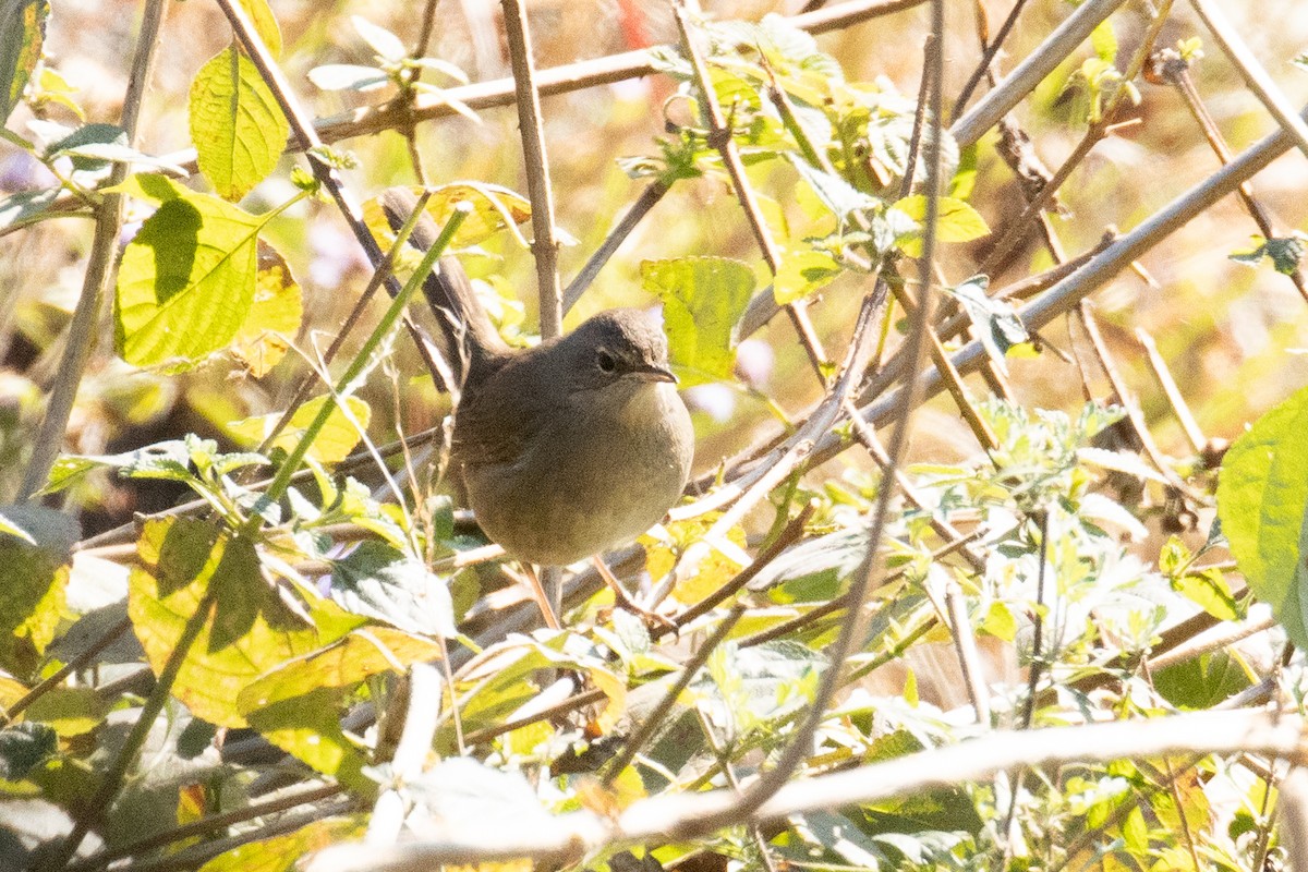 Himalayan Rubythroat - ML646283159