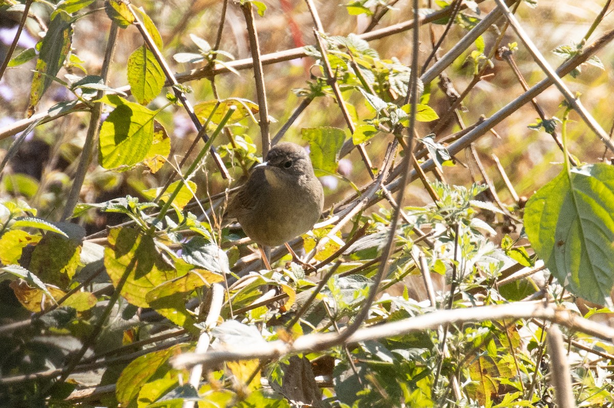Himalayan Rubythroat - ML646283160