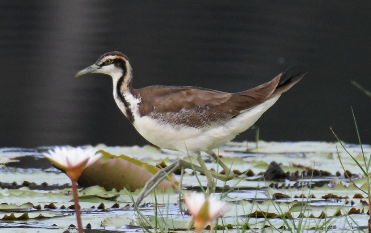 Фазанохвостая якана - ML646283165