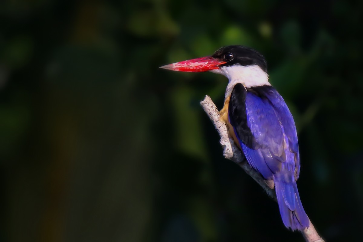 Black-capped Kingfisher - ML646283167