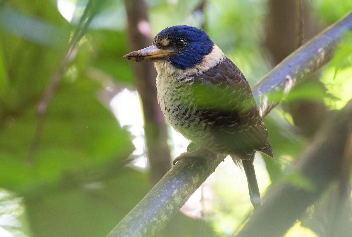 Scaly-breasted Kingfisher - ML646283168