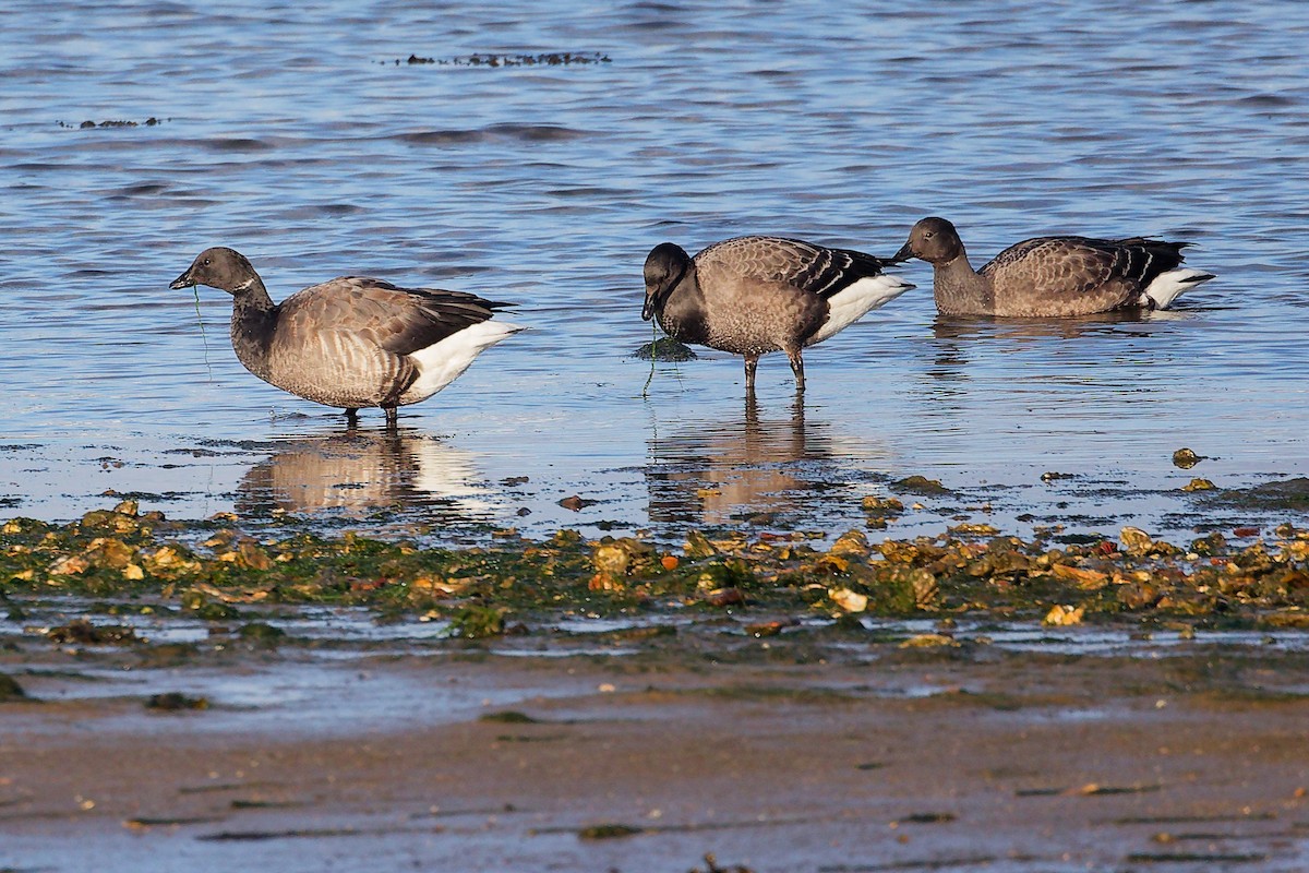 Barnacla Carinegra - ML646283169