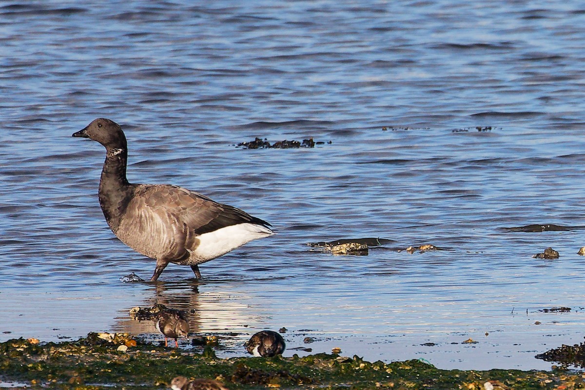 Barnacla Carinegra - ML646283170