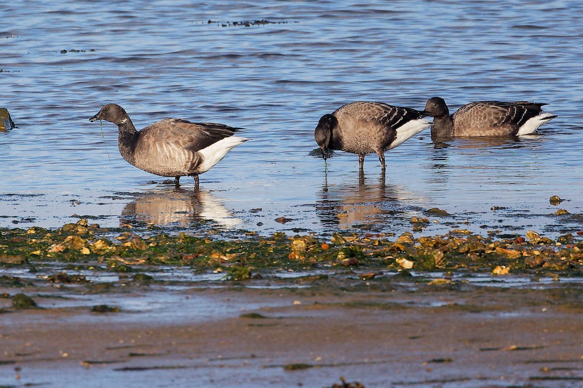 Barnacla Carinegra - ML646283171