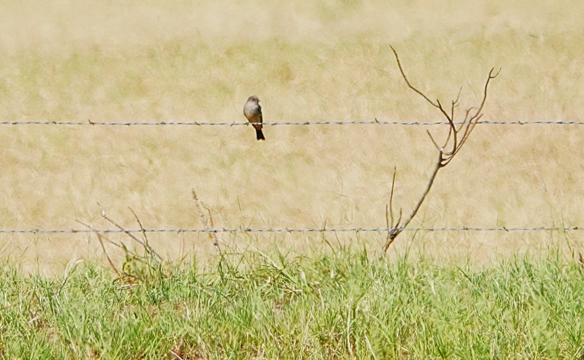 Say's Phoebe - ML646283172