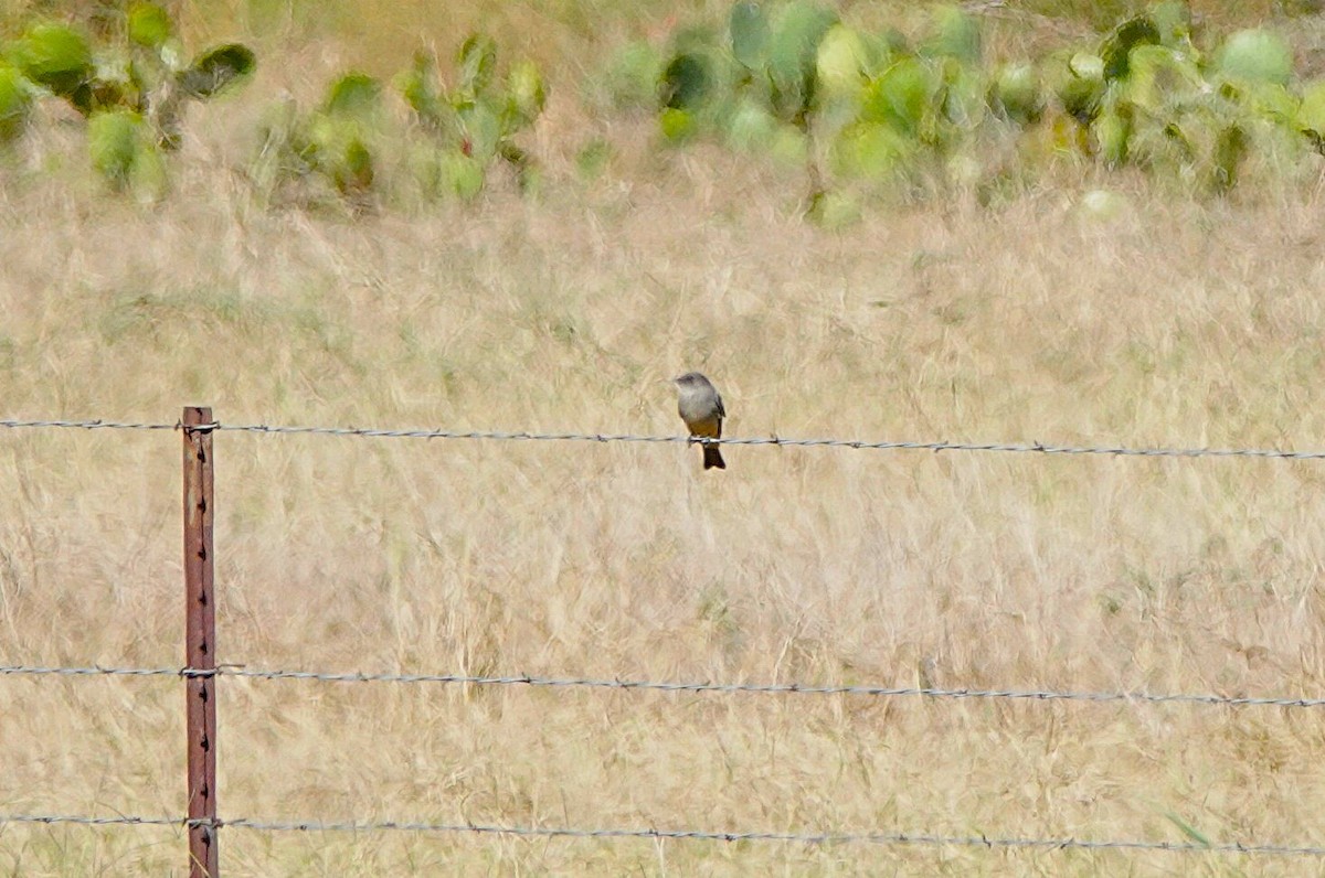 Say's Phoebe - ML646283175