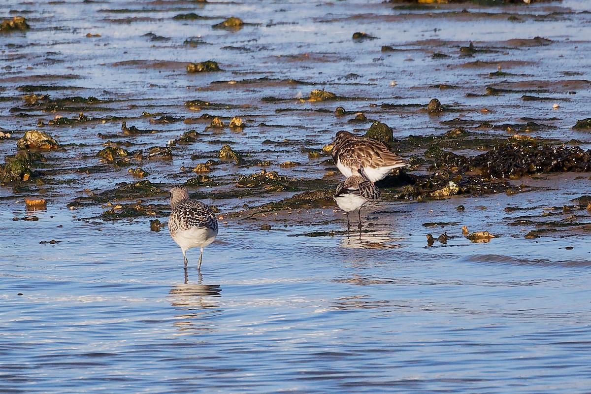 Vuelvepiedras Común - ML646283180