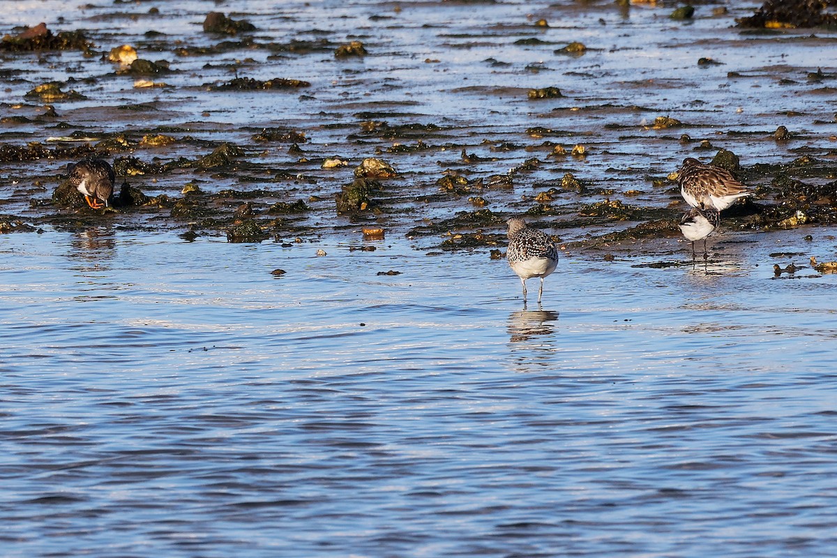 Vuelvepiedras Común - ML646283181