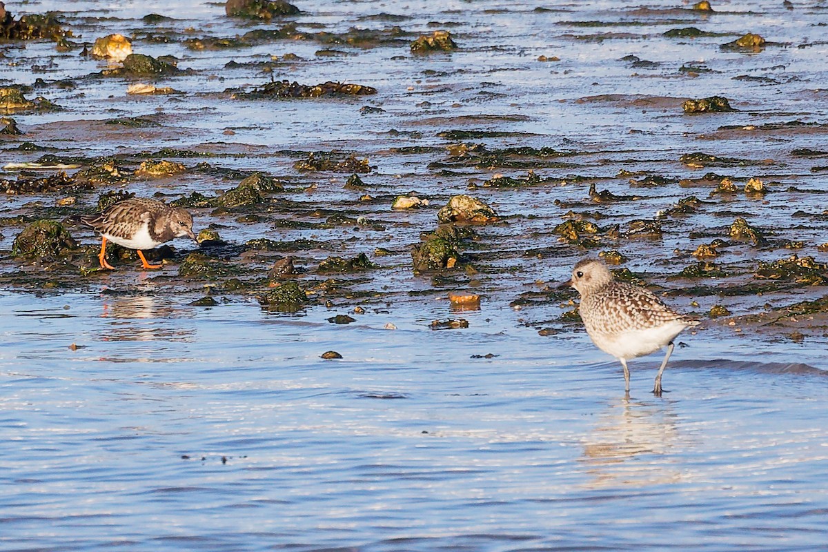 Vuelvepiedras Común - ML646283183