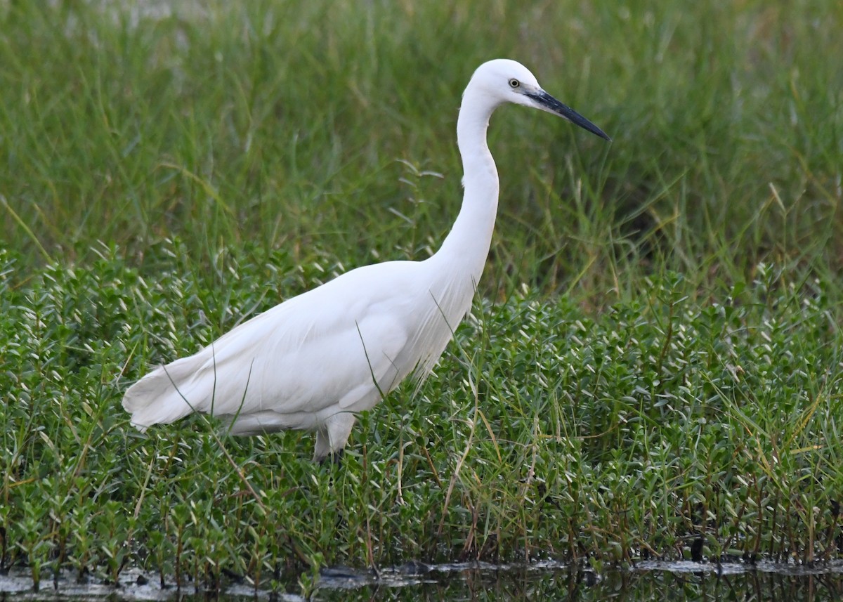 Aigrette garzette - ML646283191
