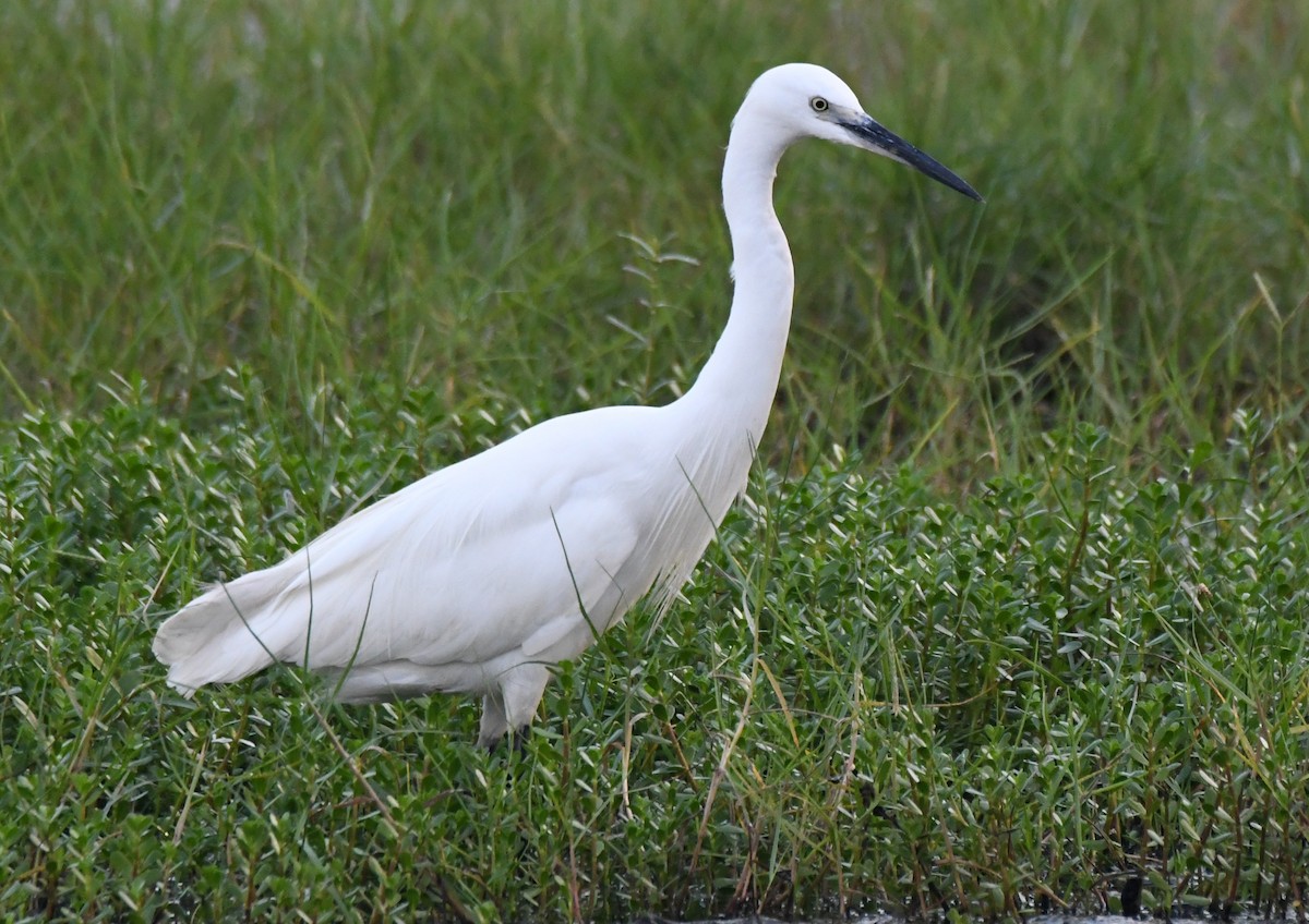 Aigrette garzette - ML646283192