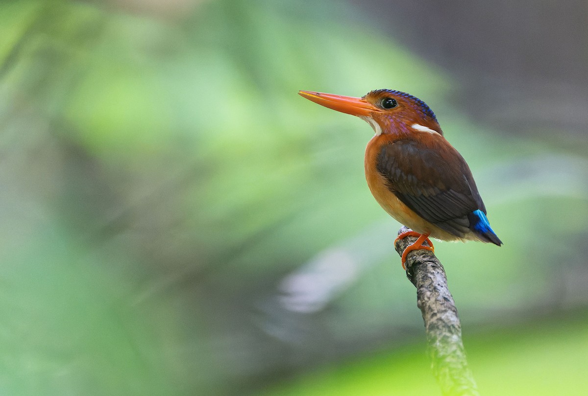 Sulawesi Dwarf-Kingfisher - ML646283196