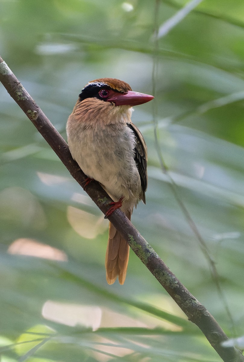 Sulawesi Lilac Kingfisher - ML646283200