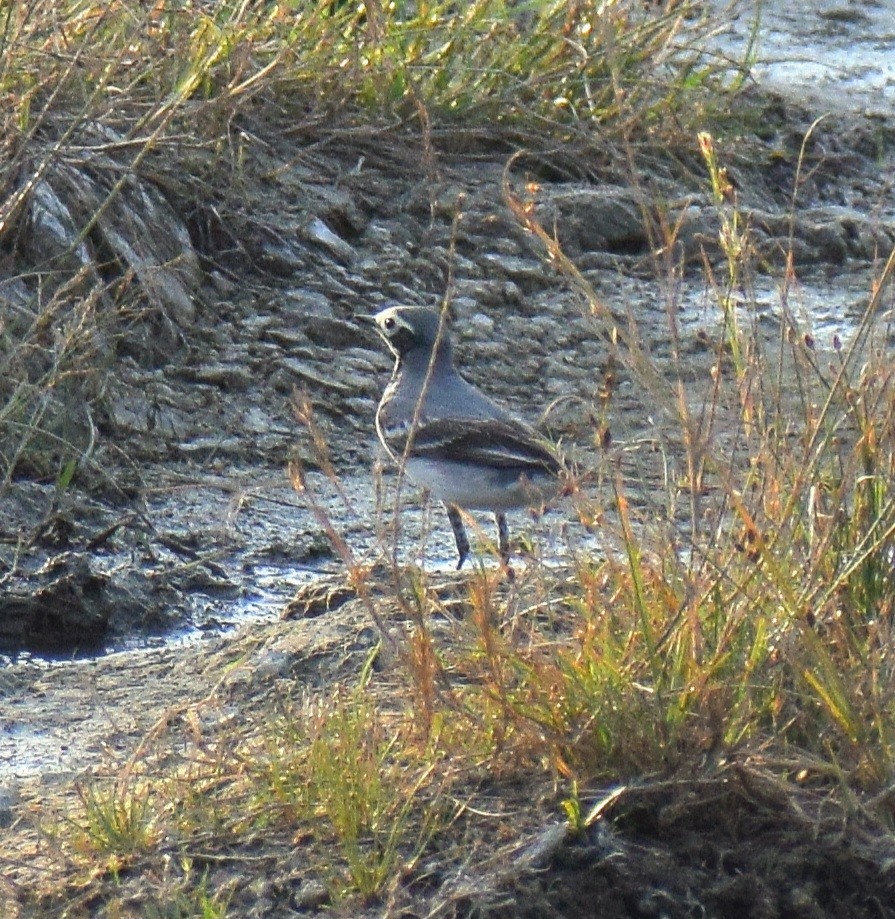 White Wagtail - ML646283206