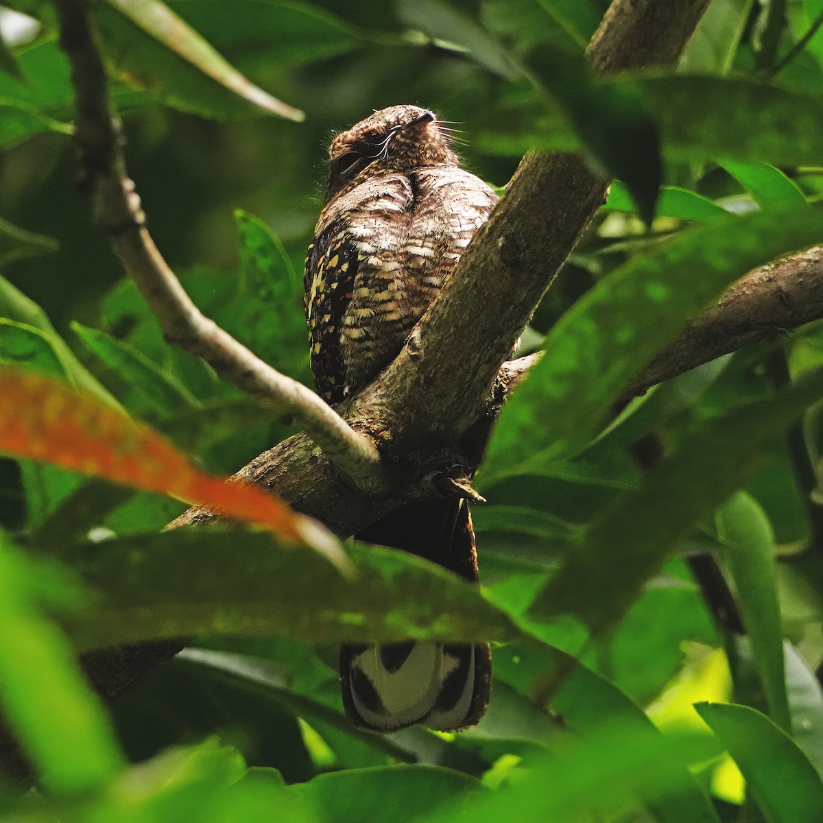 Philippine Nightjar - ML646283209