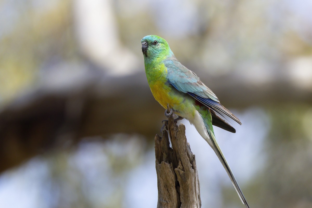 Red-rumped Parrot - ML646283220