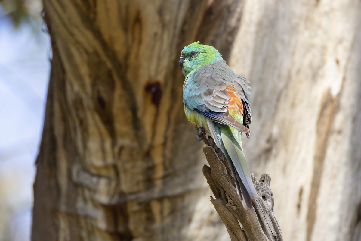 Red-rumped Parrot - ML646283221
