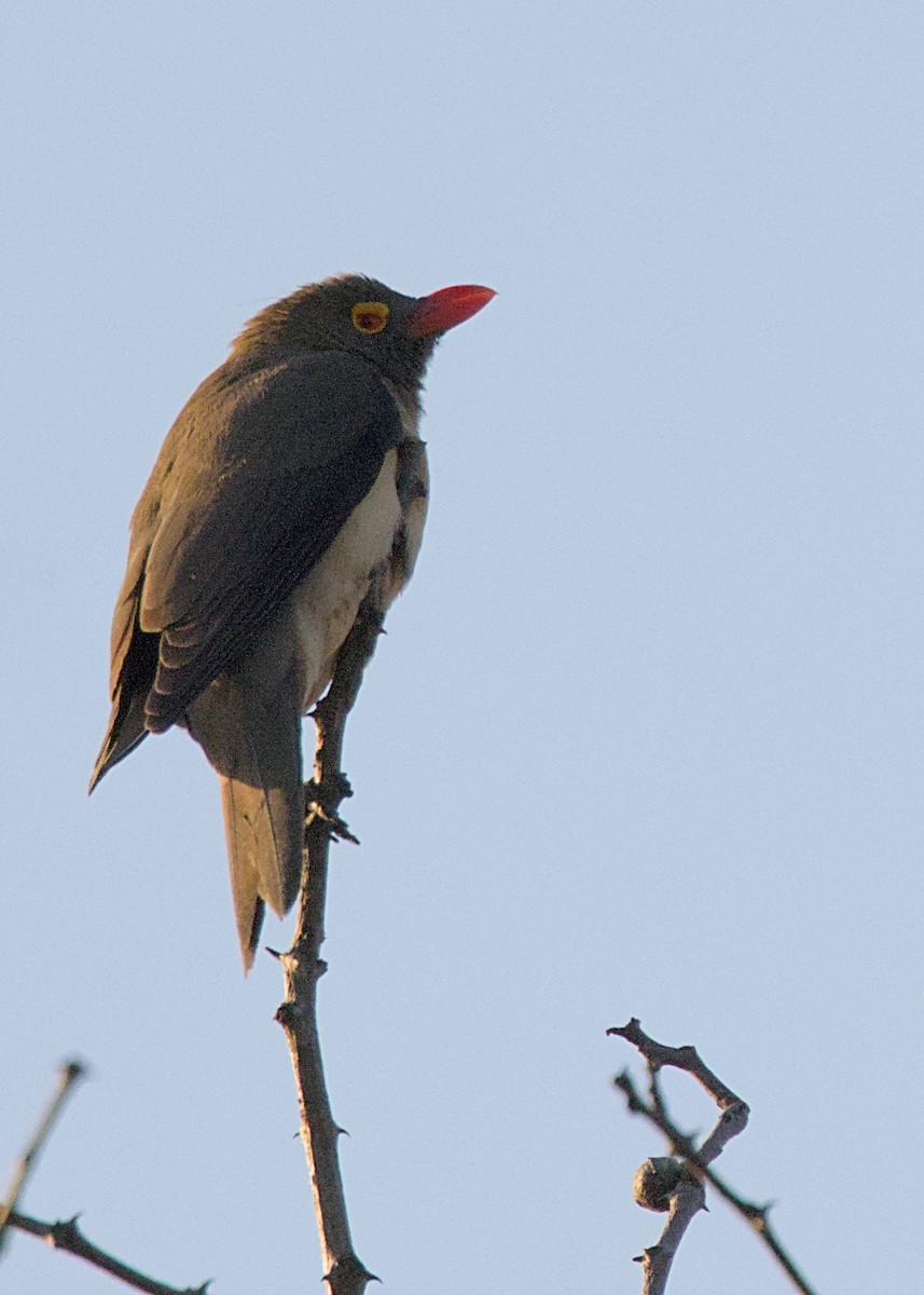 Red-billed Oxpecker - ML646283222