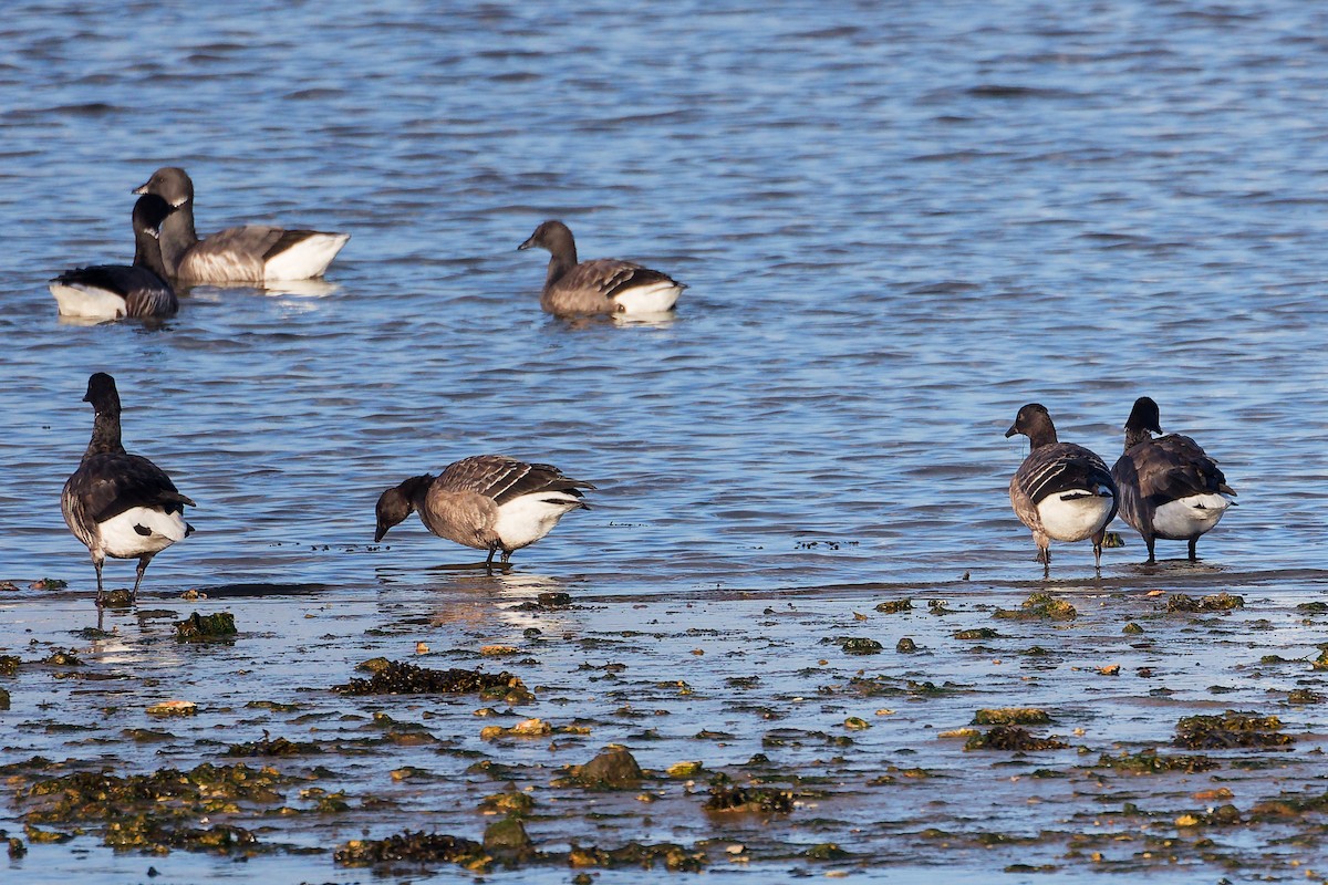 Barnacla Carinegra - ML646283240