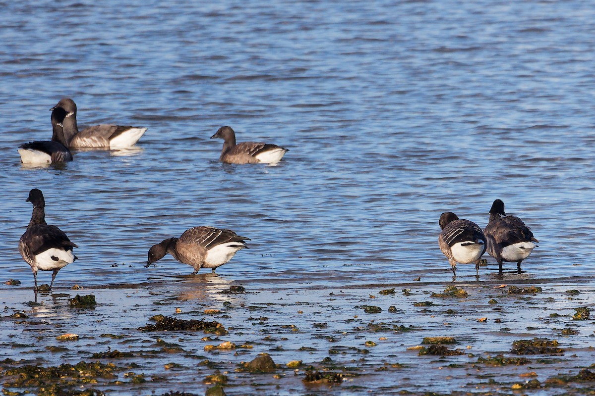 Barnacla Carinegra - ML646283248