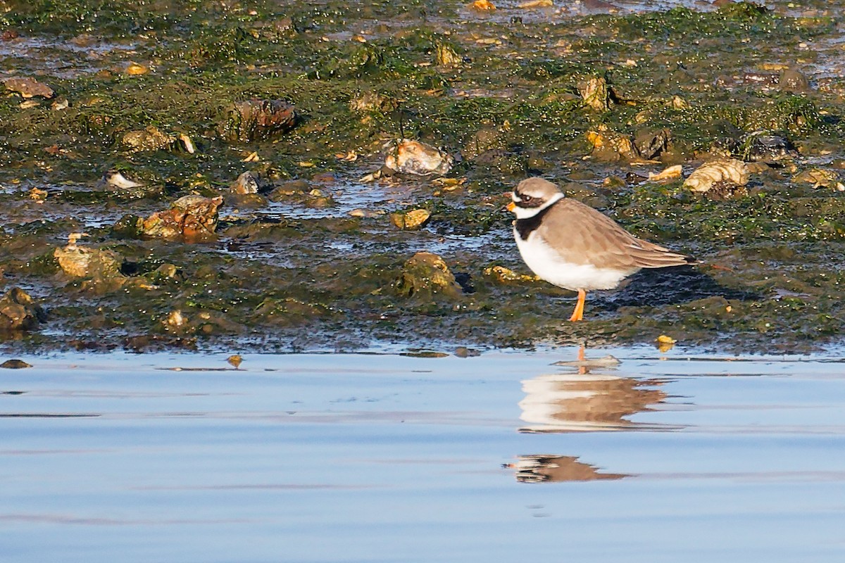 Chorlitejo Grande - ML646283250