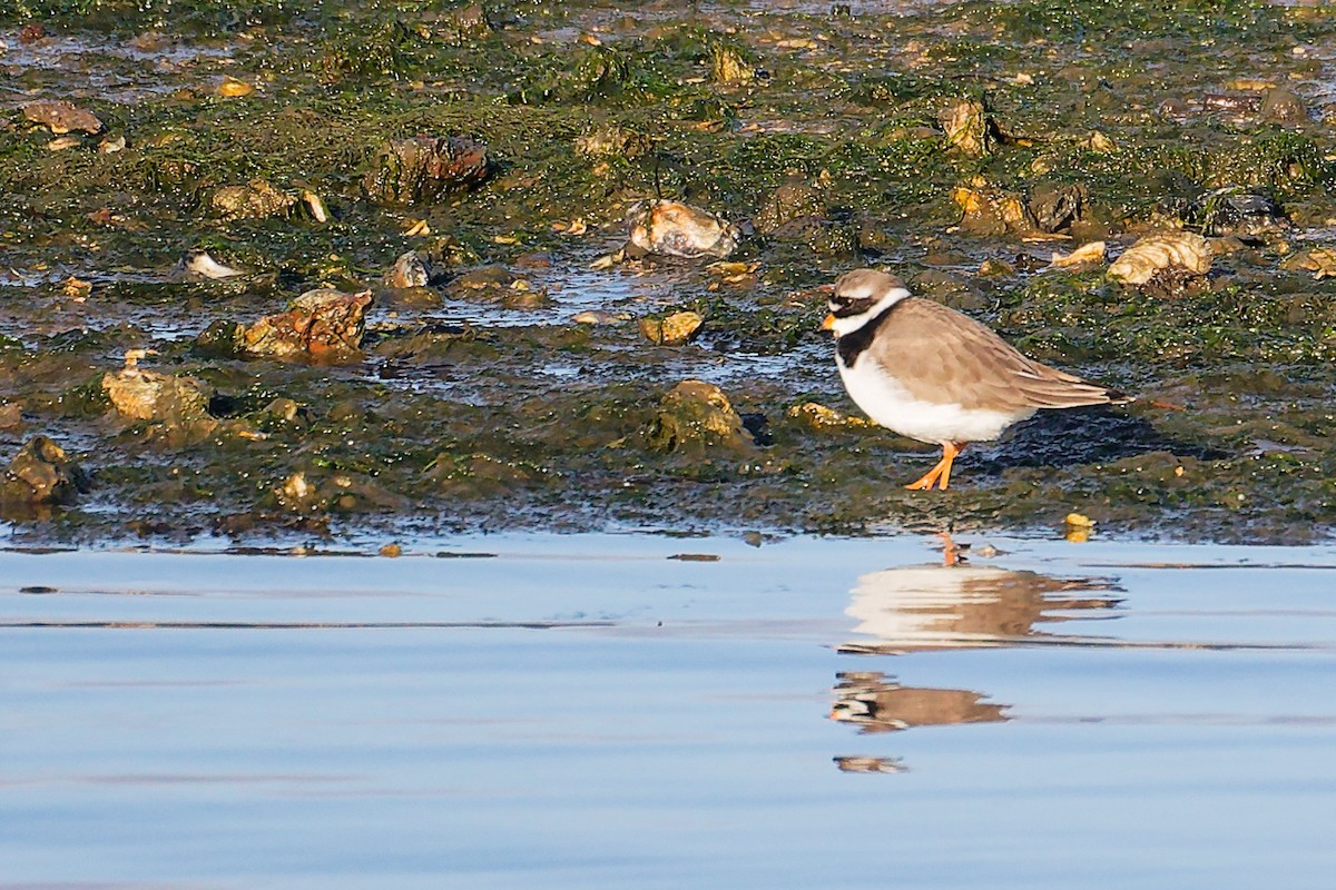 Chorlitejo Grande - ML646283251