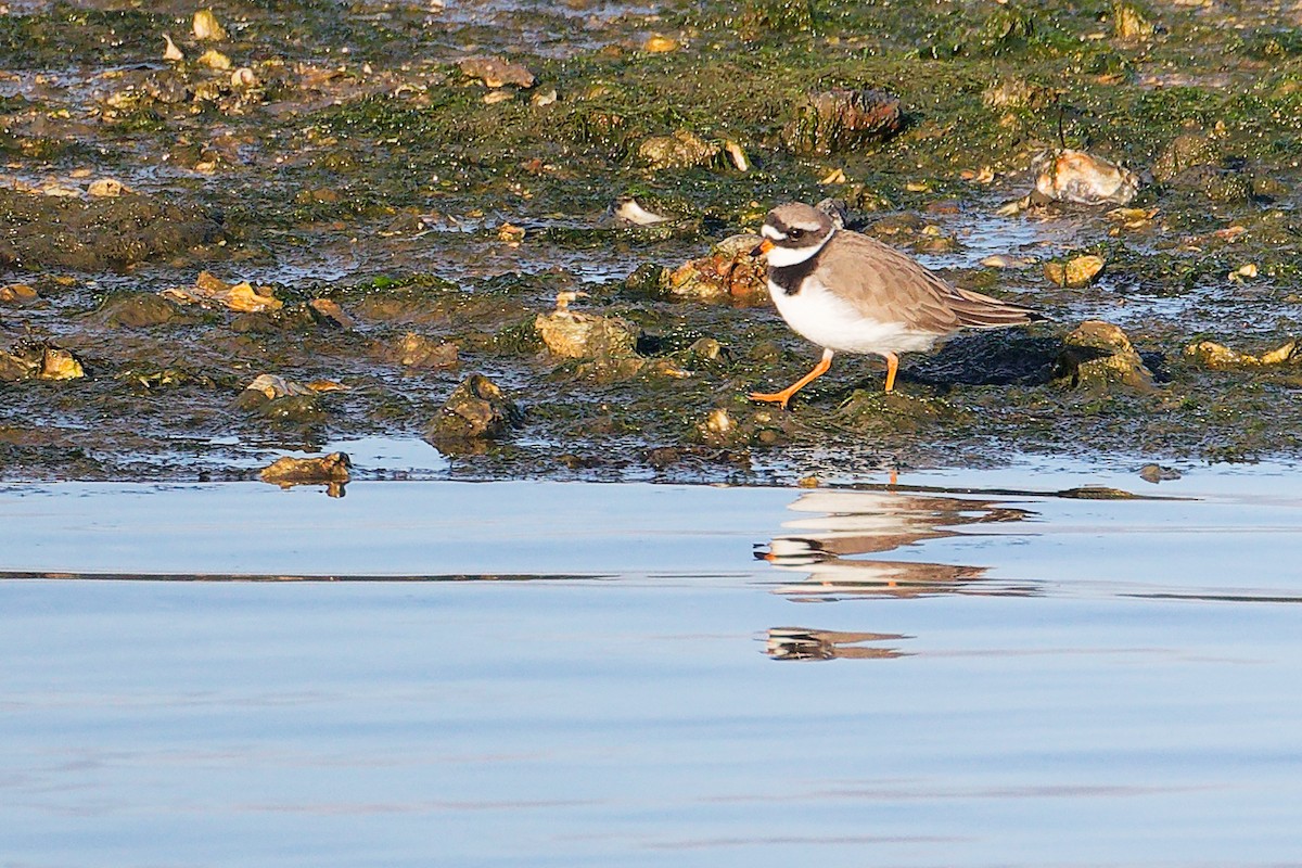 Chorlitejo Grande - ML646283252