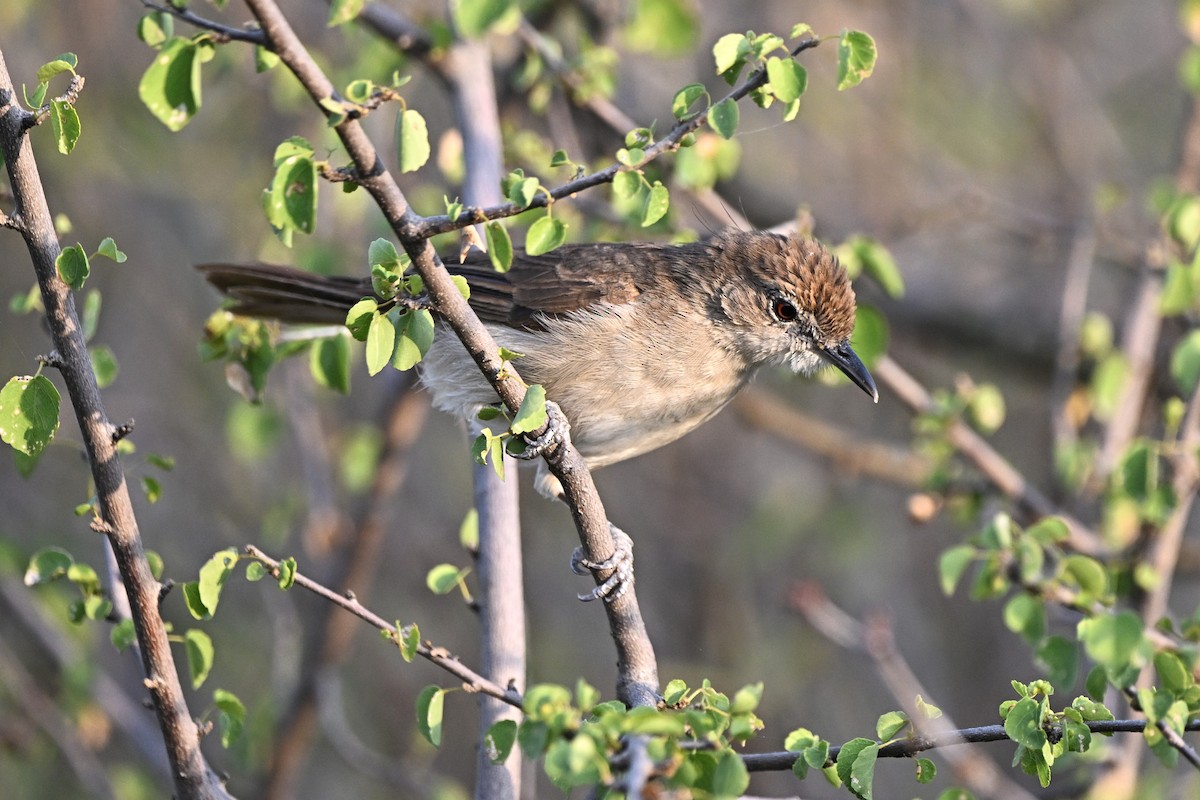 Northern Brownbul - ML646283256