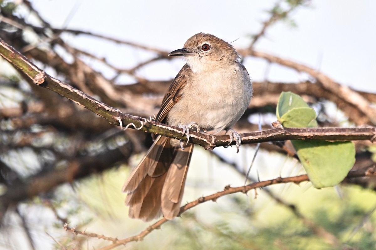 Northern Brownbul - ML646283260