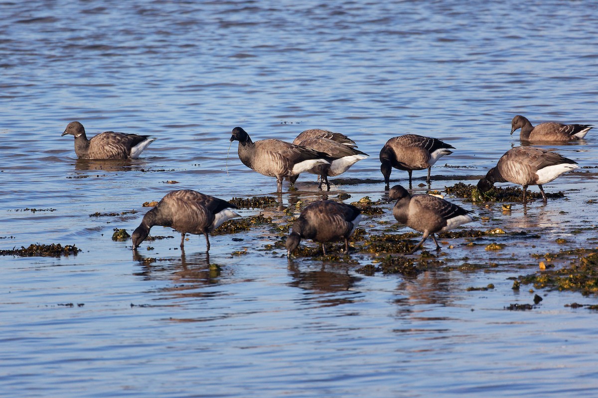 Barnacla Carinegra - ML646283264